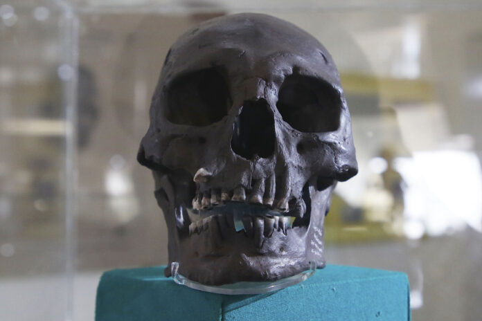 Australopithecus fossils from South Africa