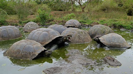 reveal the secret of "evolutionary success" of the Galapagos tortoises and how they protect themselves from "ravages of aging"