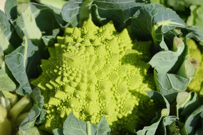 Fractals are much more than cauliflower