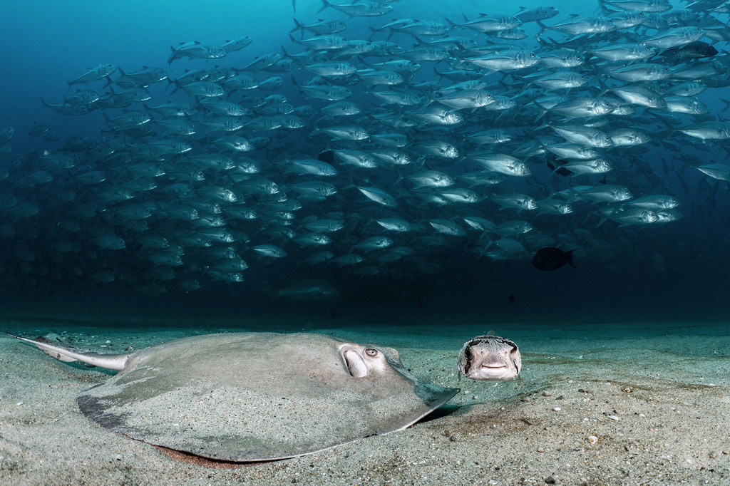 A diamond ray and a one-eyed porcupine fish forage in the sand as hundreds of bigeye trevallies gather behind them.