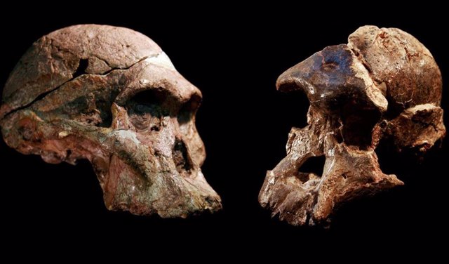 Australopithecus skulls found in the Sterkfontein caves, South Africa.  The Sterkfontein cave fill containing this and other Australopithecus fossils dates to 3.4 to 3.6 million years ago, much older than previously thought.
