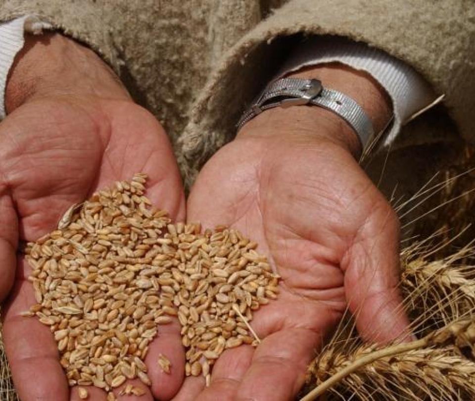 The country imports 1.9 million tons of wheat