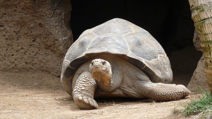 The secret of turtle longevity