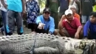 They catch a crocodile of more than 4 meters with only a rope