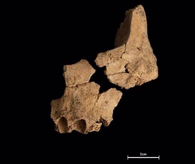 Remains of a partial face of a human being whose age may be around 1.4 million years recovered in level TE7 of the Sima del Elefante site.