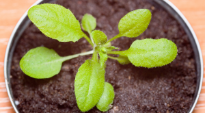 Andrés Bello University academic and iBio researcher studies the initial moments when plants face drought