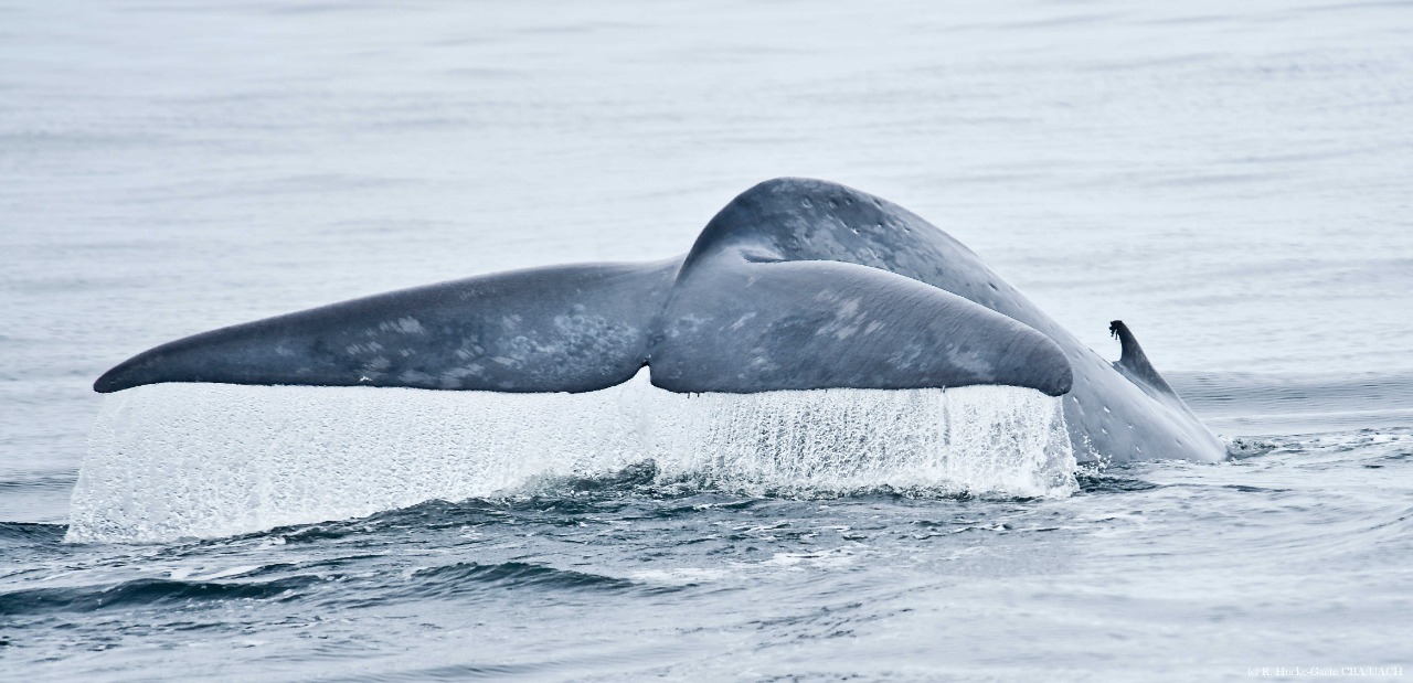 Whale tail.  Credits: ©Rodrigo Hucke-Gaete