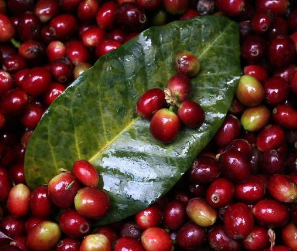 Colombian coffee price reached a new historic price