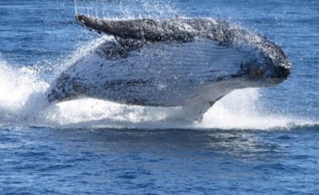 Humpback Whale