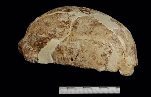 The side view of the skull unearthed from Red Dear Cave