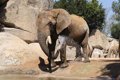 Elephant genes provide new clues as to why these animals rarely have cancer