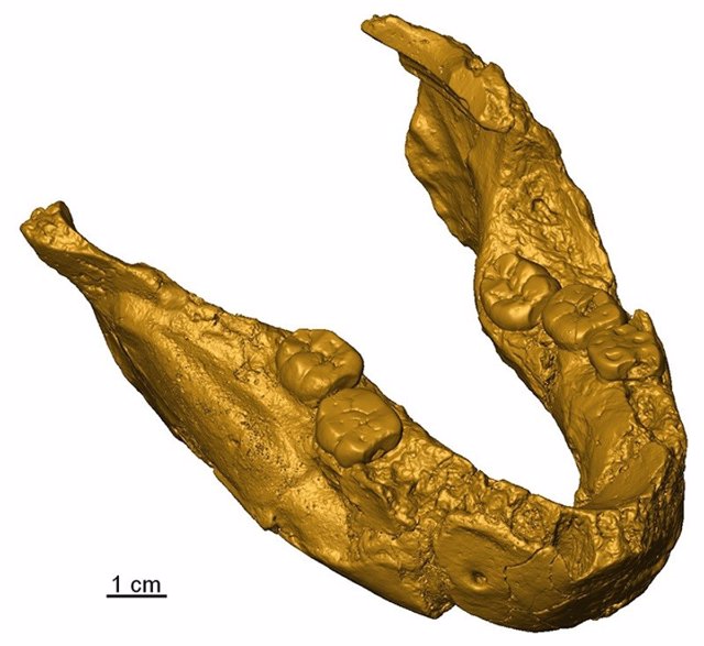 The SK 15 mandible is probably related to Paranthropus and not Homo.