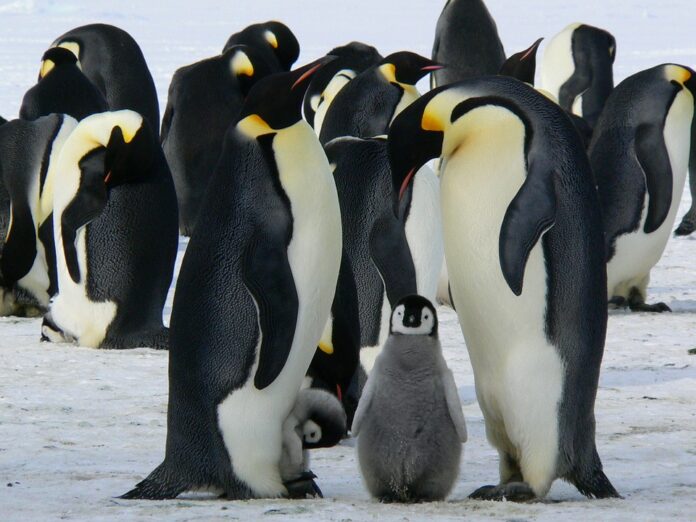 How did penguins adapt to the marine environment?