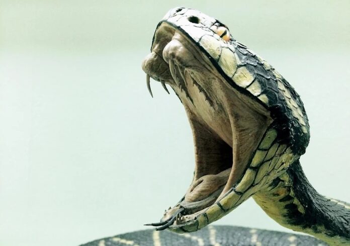 How did the venom of spitting cobras evolve?