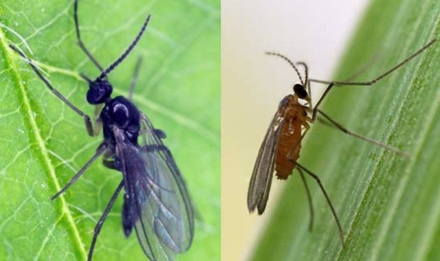 The new data is the first to support a difficult-to-test hypothesis for the evolution of sex determination found in some insects.