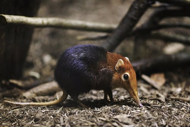 Archive - According to a new study, the elephant shrew louse was among the earliest divergent lineages of mammalian lice.