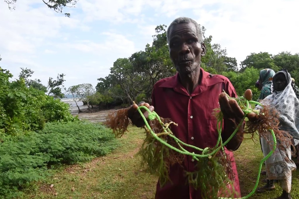 Amiri Juma Amiri holds up some seaweed harvested from her farm in Kibuyuni village, Kwale County, Kenya.  Amiri is supported by the Kenya Fisheries and Marine Institute.