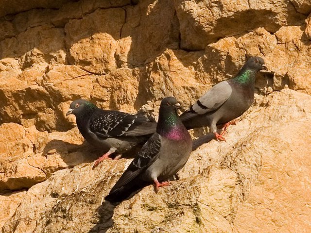 rock pigeons