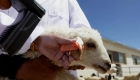 China: sheep farming entered the digital age