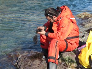 Seven species in one: new discovery in the Southern Ocean reveals the "hidden side" of a small sea snail