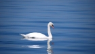 Swans would rather fight over food than rest