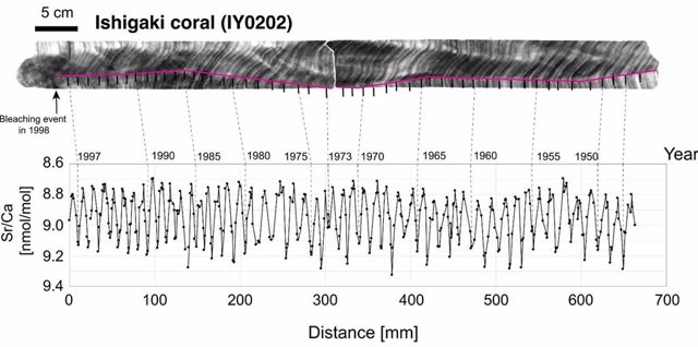 A cross-sectional scan of coral reveals growth rings.  These correspond to different years, so researchers can look for markers to see when certain atmospheric changes occurred.