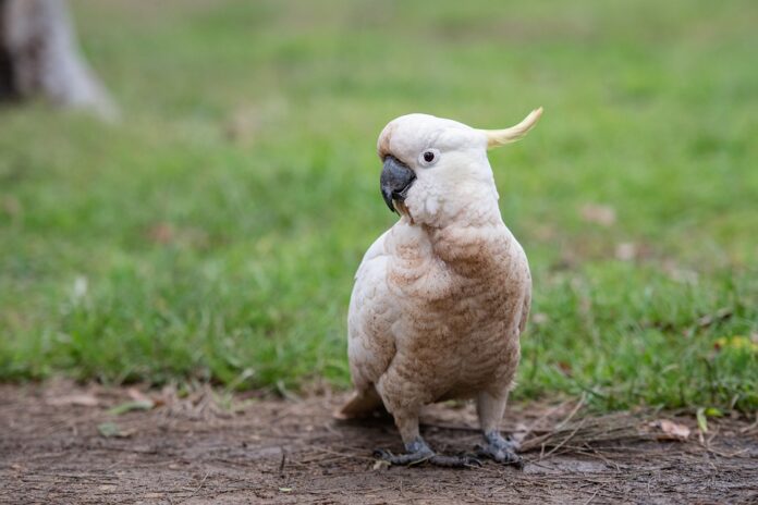 The ability of cockatoos to combine tools