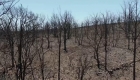 The before and after of the Spanish province of Zamora after the fires