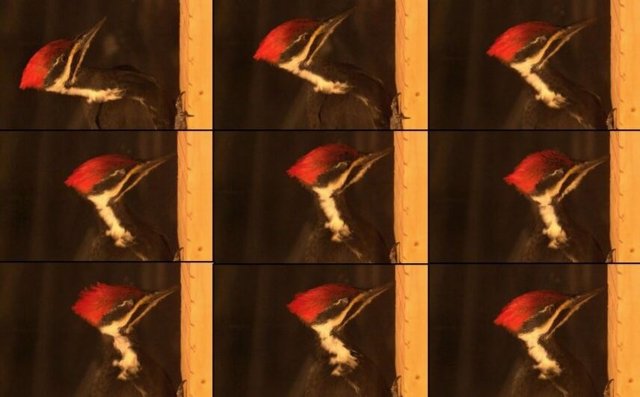 Sequence of frames from a high-speed video of Pile Woodpecker (Dryocopus pileatus) pecking.