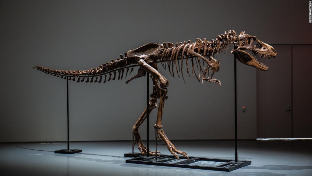 This giant Gorgosaurus skeleton is going up for auction in New York