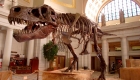 Study reveals that Tyrannosaurus rex is the "king of the dinosaurs"