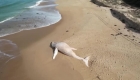 Unusual high tide washed a dead white whale onto this beach