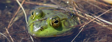 We have found 8,000 frog bones buried in a prehistoric site.  And we don't know how they got there