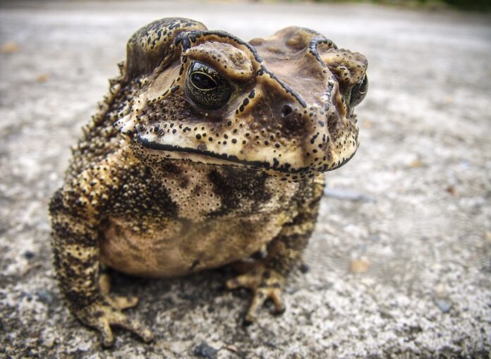 What is the Australian toad hiding?