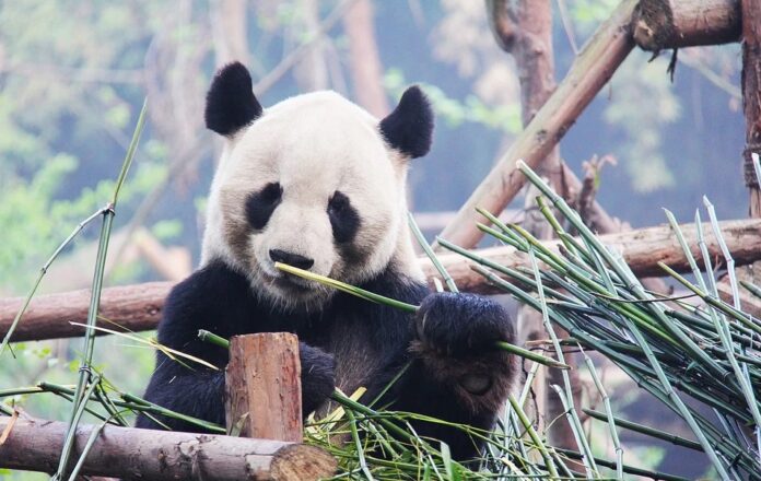 When did panda bears incorporate bamboo into their diet?