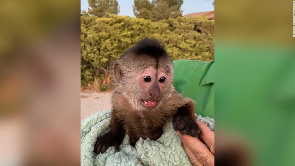 A capuchin monkey accidentally called 911 and the police responded