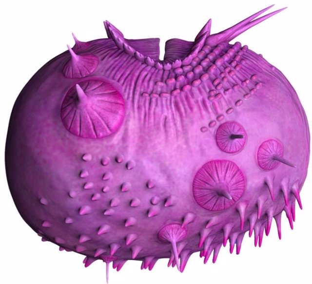 Saccorhytus from side