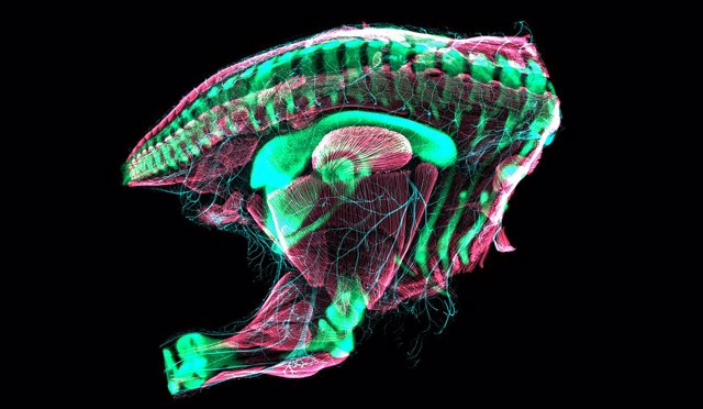 Embryonic quail hindquarters imaged by confocal laser scanning microscopy.  The pelvis of this quail embryo has just transformed into a relatively "modern".