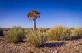 Arid ecosystems show how temperate systems will adapt to climate change, study says