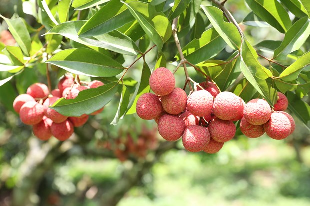 Bac Giang Lychees