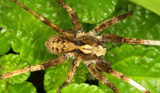 Variety of the new Bowie genus of wandering spiders