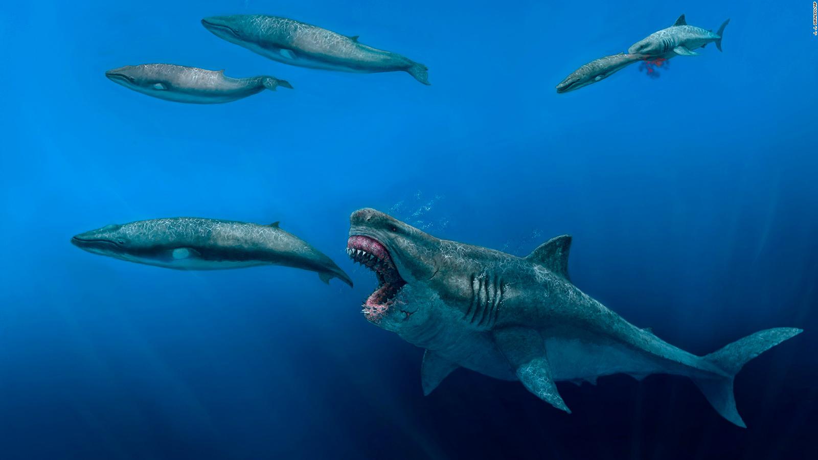 Extinct megalodon was big enough to eat killer whales, scientists say