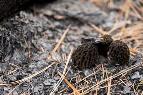 Fire morels, the mysterious mushrooms that only grow after a fire