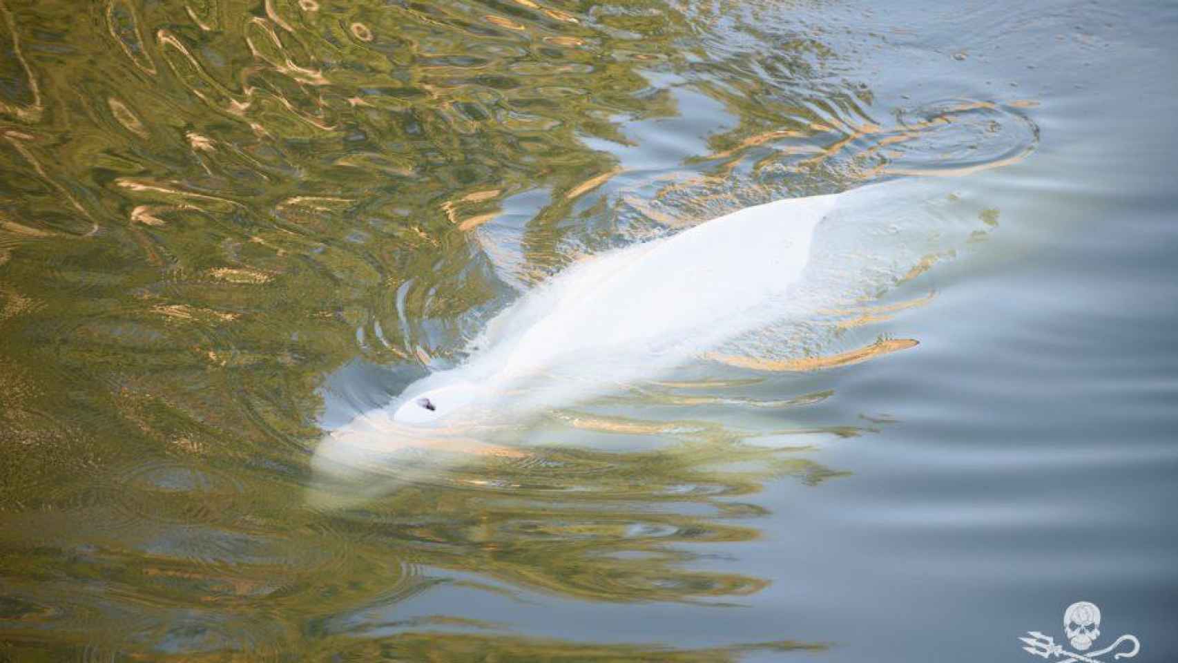 France mobilizes to take the whale trapped in the Seine to the ocean