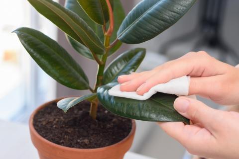 How to clean plants and remove dust, without damaging them