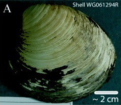 Ming Clam Shell Wg061294r