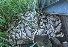 Poland detects toxic algae in the Oder River after the death of tons of fish