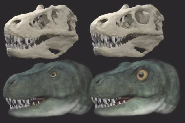 Tyrannosaurus rex skull and life reconstruction with original eye socket and eye (left) and hypothetical reconstruction with circular eye socket and enlarged eye (right)