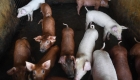 Scientists achieve "to revive" dead pig cells