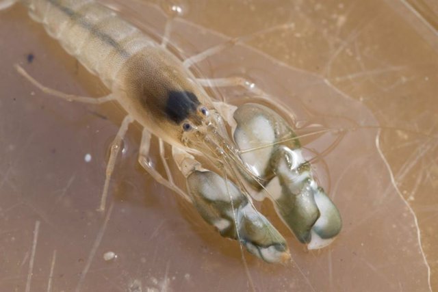 Specimen of biting shrimp